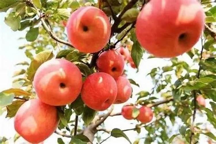 水溶肥每株苹果施多少斤