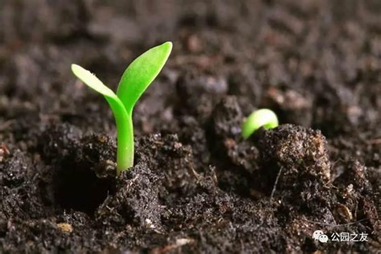 水稻止跌反涨,收购价达1.8元/斤!11月份水稻价格行情走势预测