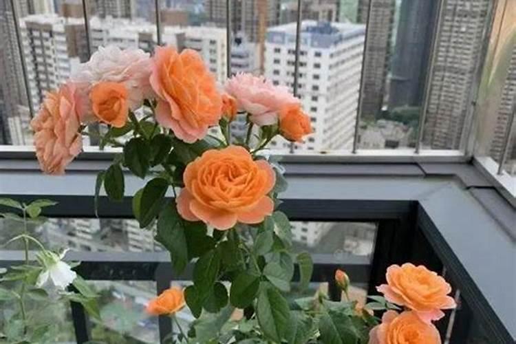 平衡肥。高钾肥钙肥分别在西瓜什么时期冲施？