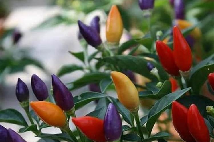 七彩椒怎么养长的好