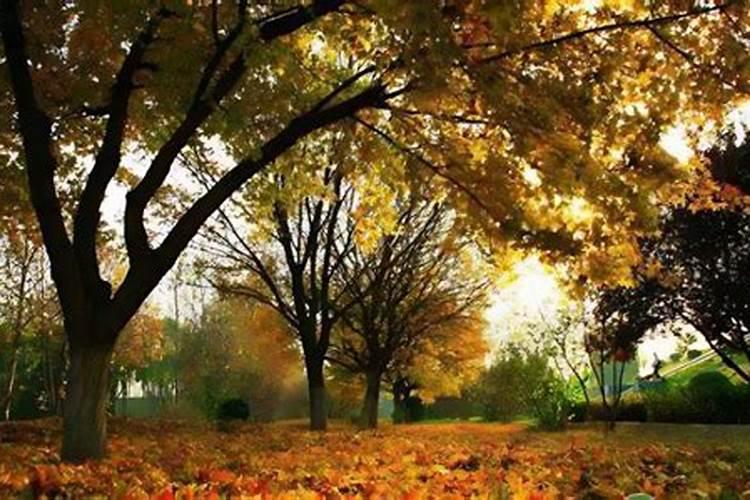 落叶直接埋土里能做肥料吗 树叶如何发酵做成养花肥料