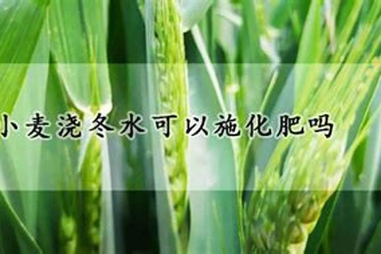麦冬现在兰肥料用什么化肥最好