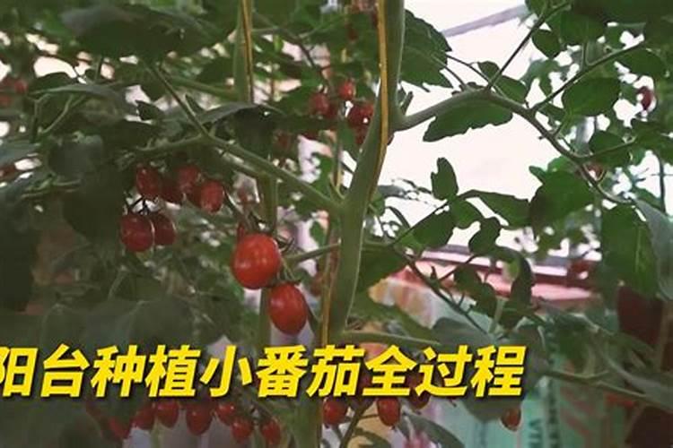 大棚番茄施肥方法 番茄种植技巧