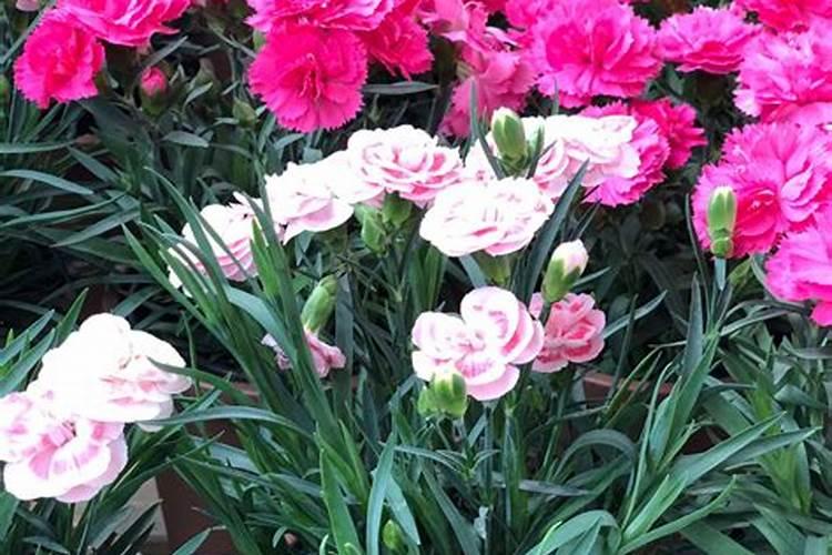 月季花摘芽后如何正确施肥