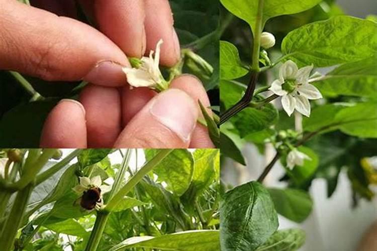 辣椒开花结果期用什么肥料