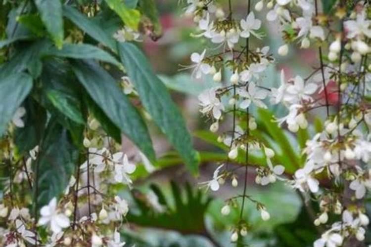 请问大家都怎样用土沤肥的 我这样对不