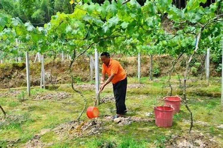 硫酸钾肥适合种植什么