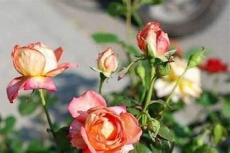 一盆花放几粒复合肥好 正确使用方法是什么