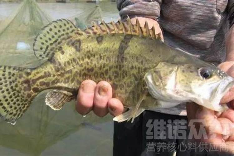 长寿花金狐狸的优缺点