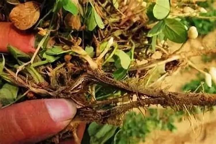 花生用什么叶面肥好 花生施肥注意事项