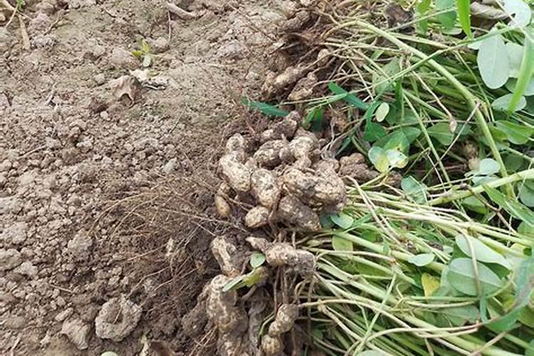花生叶面肥用什么高产 什么时候施肥好