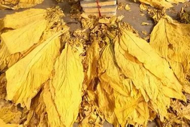 半夏发生根腐病的条件是什么？需要做好哪些预防措施？