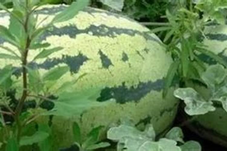 ...西瓜各阶段生长所适宜的温度\用肥情况\病虫害.用牛粪,该如何...