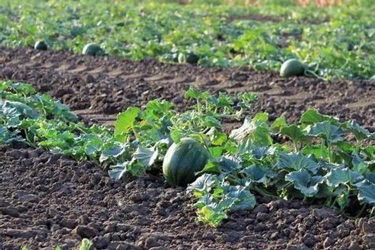 连续阴雨天对大棚8424西瓜坐果有影响吗？急,求大神详细解答!