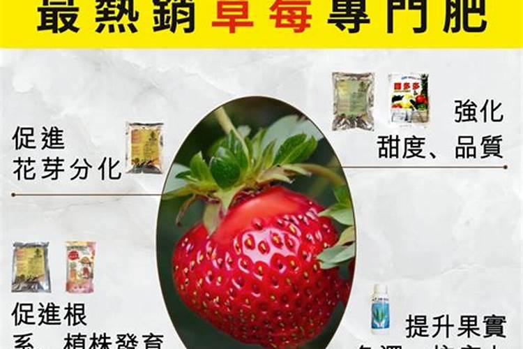 想要让草莓上色快,甜度高,平时都该怎么管理？