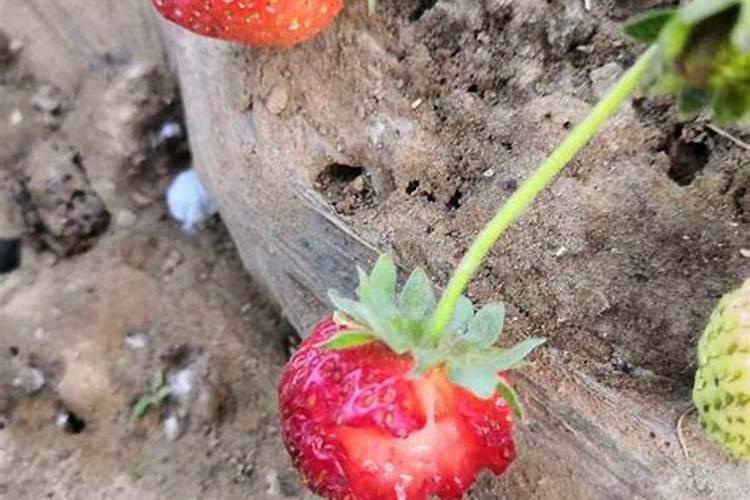 奶油草莓育种方法？