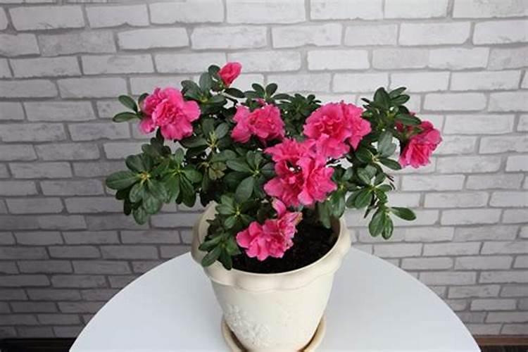 如何给蔬菜施钙肥才能更有利吸收？