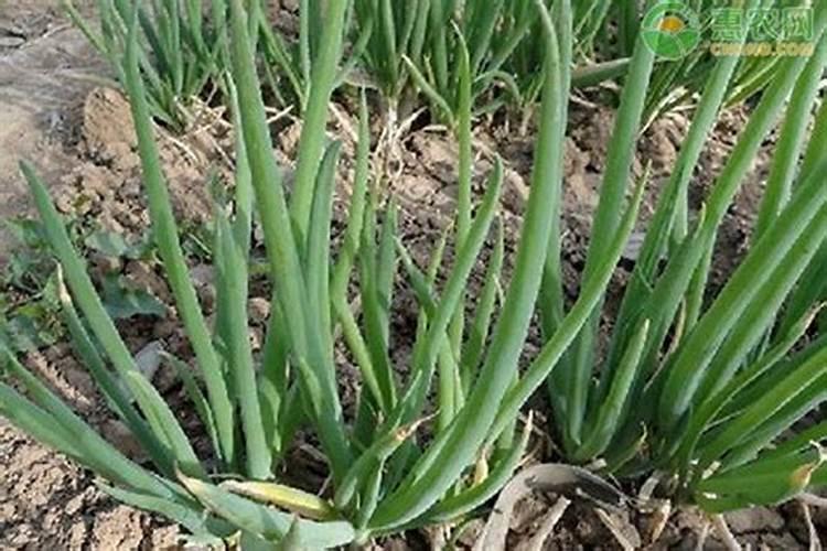 大葱无公害高产栽培要点 大葱种植管理