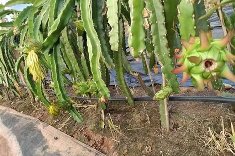 火龙果也会缺镁,您家果园“补镁”了吗？