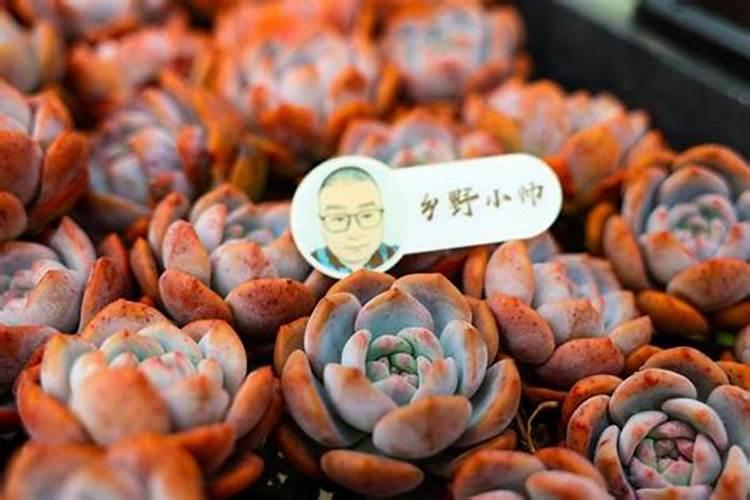 多肉可以施复合肥吗