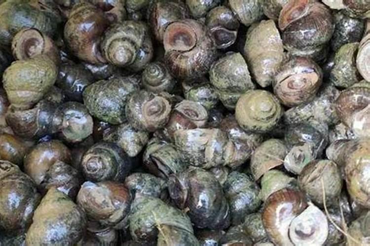 丨田螺香栽培技术