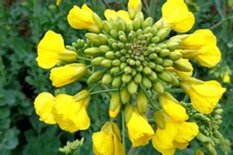 油菜叶面肥的最佳配方花卉百科