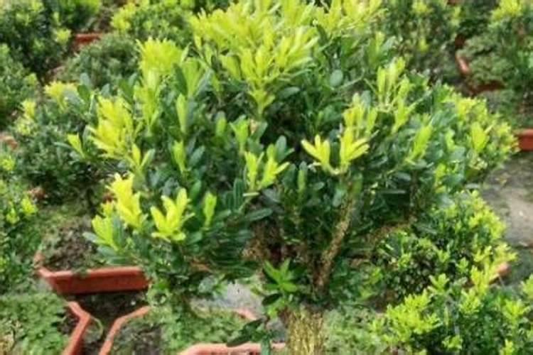 浇花的水如果长绿藻了,还可以用么？