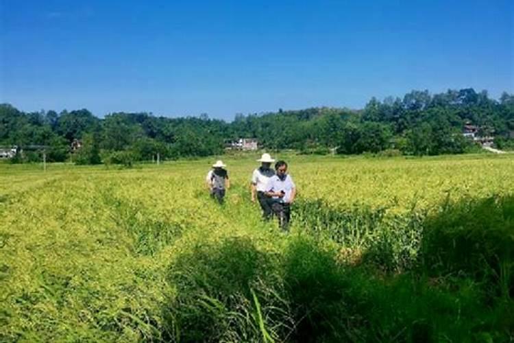 杂交水稻有不灌浆,一层有一层没有.今年这边高温.怎么引起的