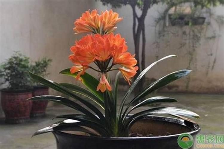 高温多雨季节怎样施肥