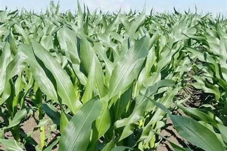 玉米出穗能打叶面肥吗