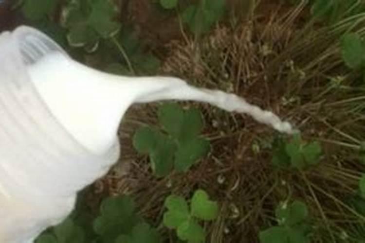 花生追施叶面肥好吗？叶面肥怎么用效果好？叶面肥多少钱一袋？