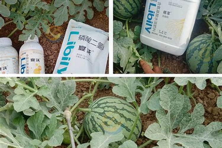 硫酸钾水溶肥西瓜地几天用一次