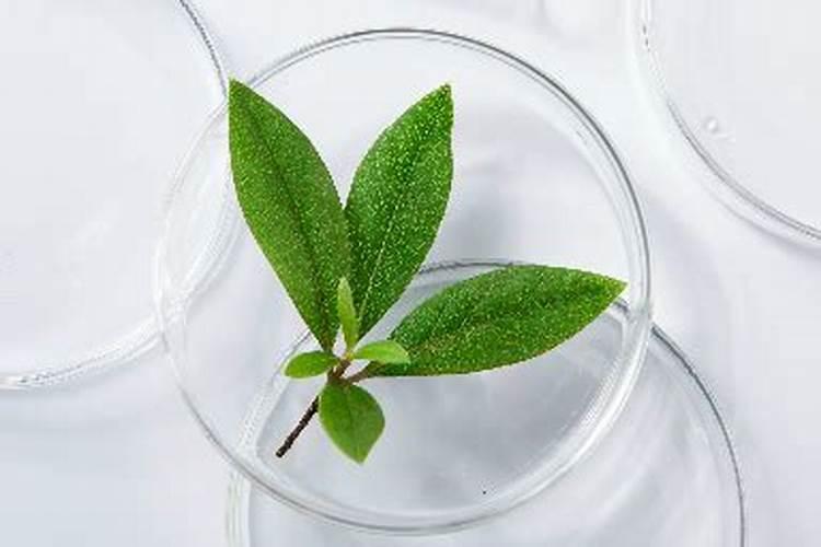 煮完发紫的蘑菇是有毒吗？