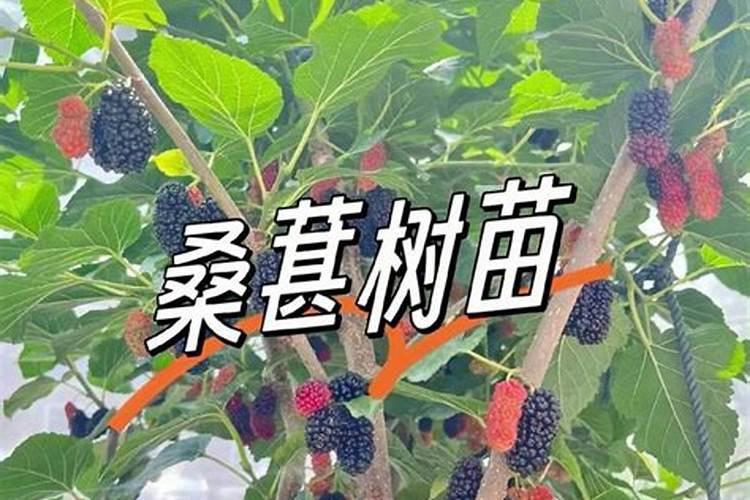 桑葚树怎么施肥