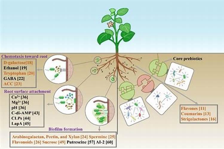生物菌肥,氮肥是什么肥料？
