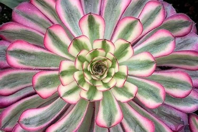 多肉法师怎么养