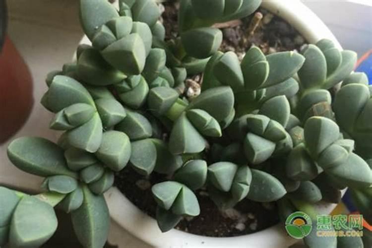 法师用什么肥料最好