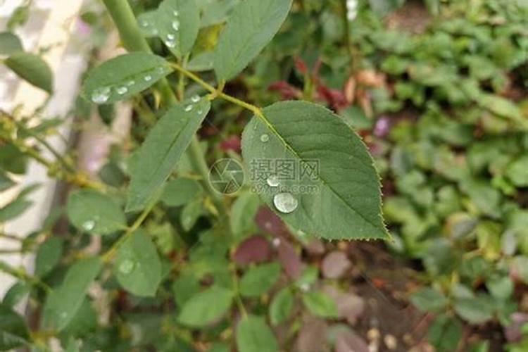 玫瑰花黄叶病的原因及治疗处理方法