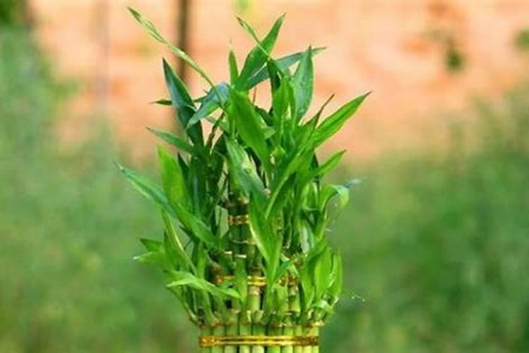 铵态氮肥有哪些