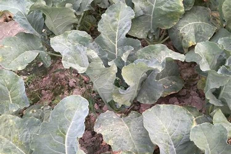 西兰花,松花菜,白菜花等花菜不能施啥化肥呀？