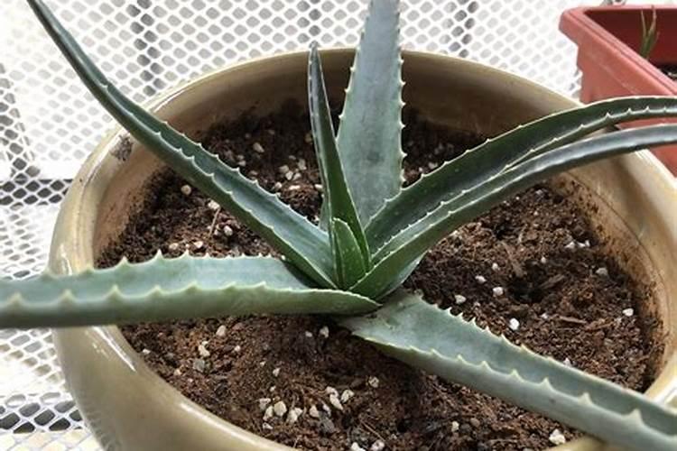 库拉索芦荟在家怎么养