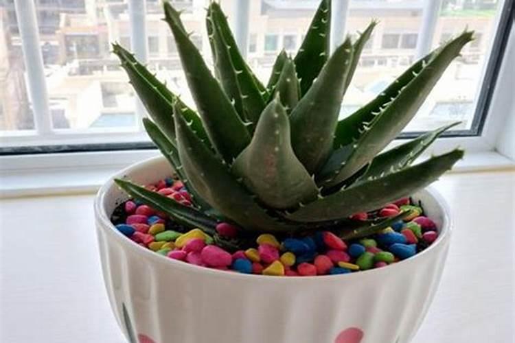 芦荟喜欢什么肥料