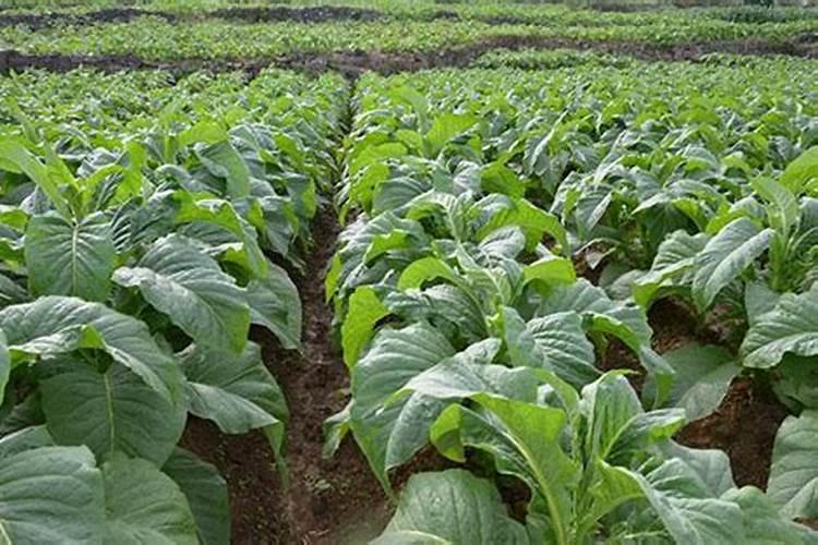 西瓜增甜喷什么叶面肥效果好