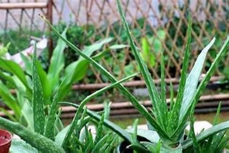 芦荟浇什么肥最好