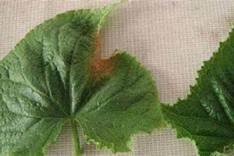 黄瓜施肥过多快死了如何救治