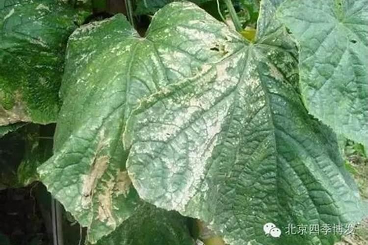 种植黄瓜磷过剩怎么办？