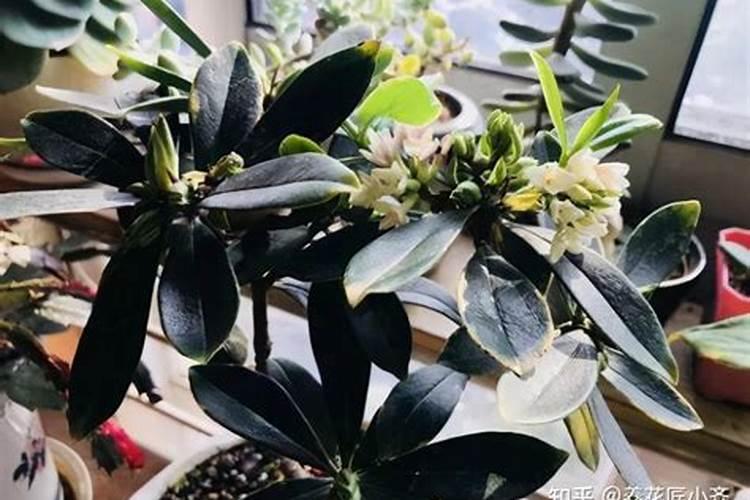 用大豆做底肥的使用方法 怎样用黄豆做肥料