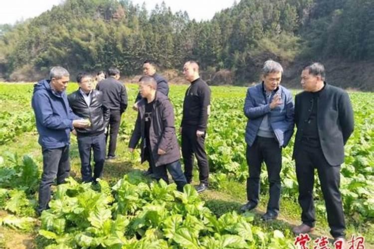 蔬菜叶面肥有哪些品种