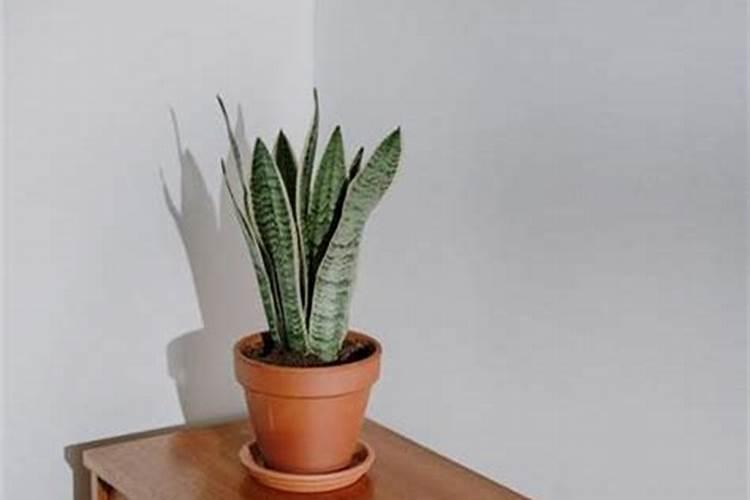 虎皮兰怎么养才会粗壮