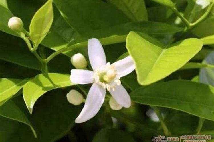 空心菜黄叶用什么肥和药